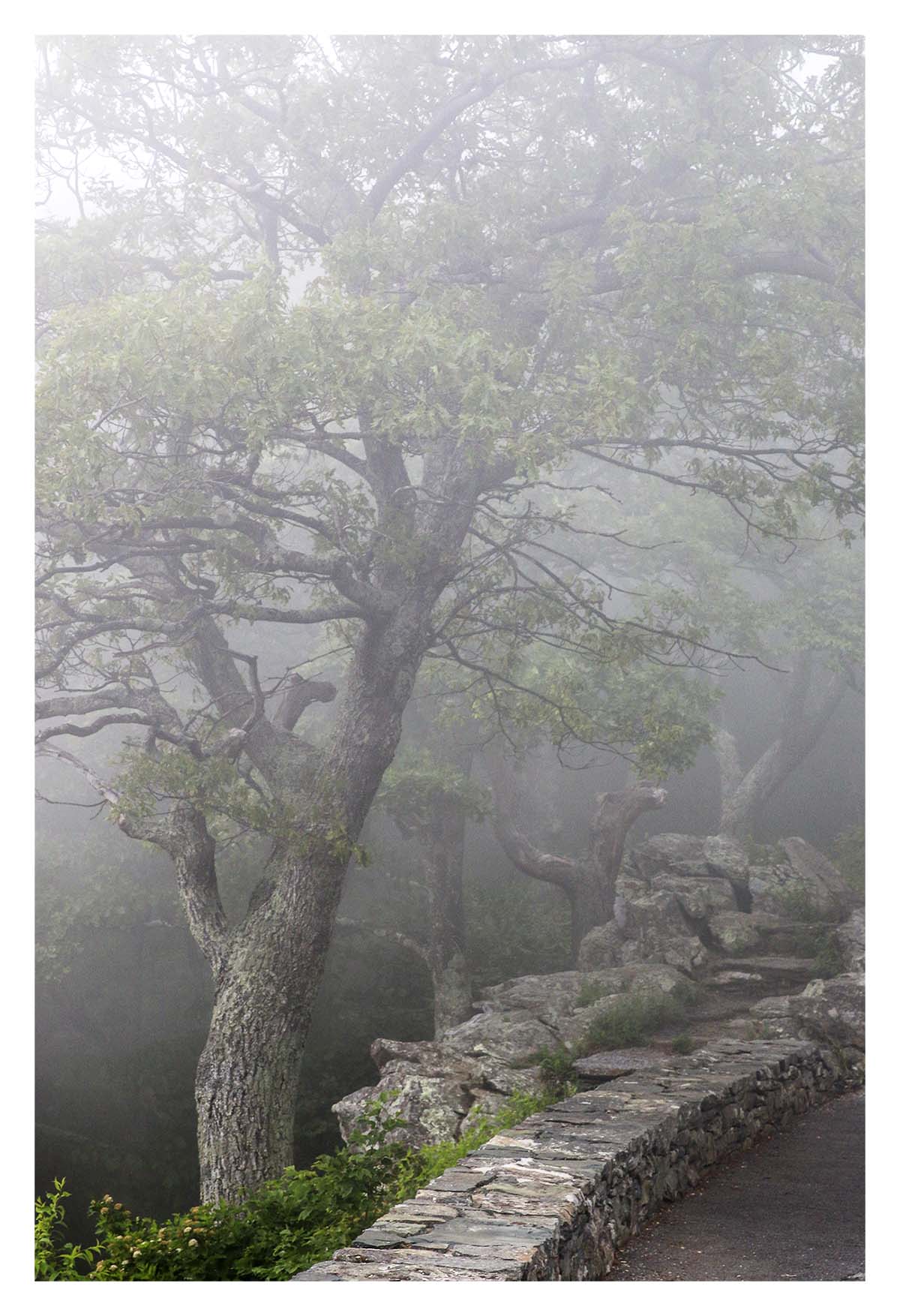 Shenandoah NP